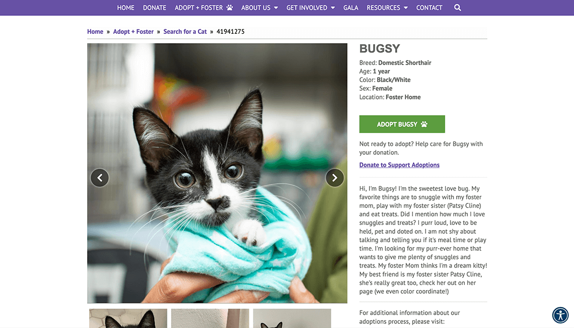 stray cat alliance desktop website adopt search