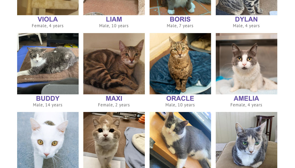 stray cat alliance desktop website adopt and foster cat database