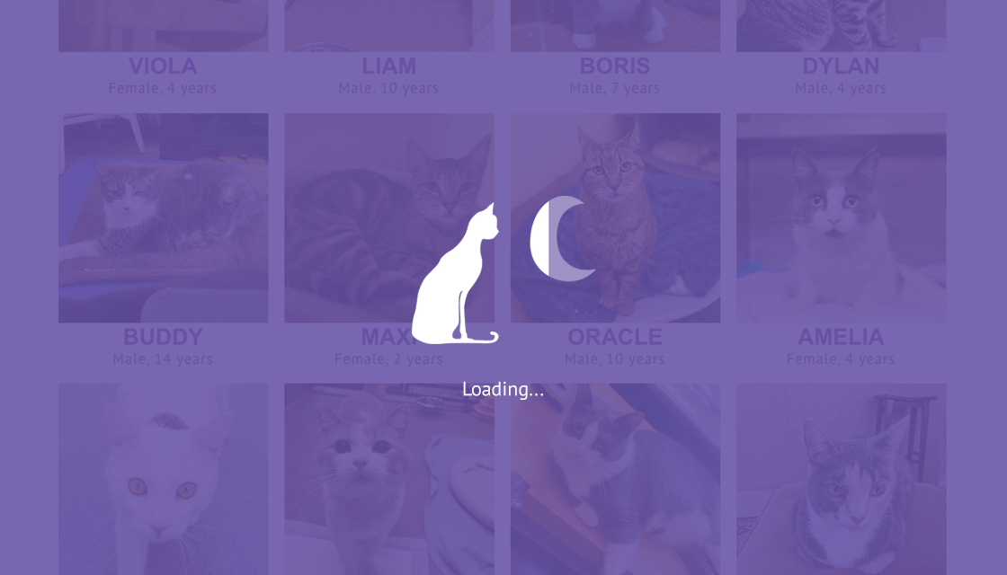stray cat desktop website adopt and foster cat database loading